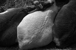 Three_goats