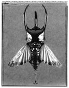 Chalcosoma_romolea