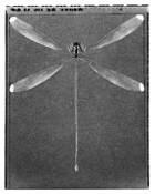 Giant_damselfly