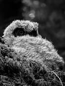 Baby_owl_1