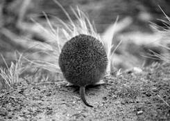 Bandicoot_butt
