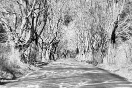 Parsons_way