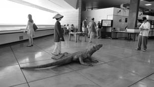 Large_lizard