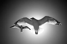 Sea_gull