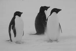 Adelie_penguins