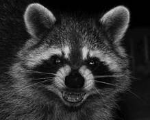Crazy_coon