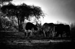 Cattle_feeding