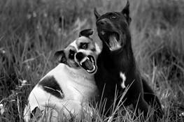 Two_pups