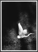Untitled_19