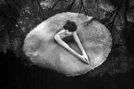 Lily_pad_1