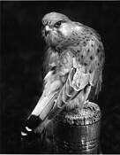 Kestral