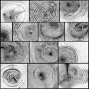 Juniper_universe_2