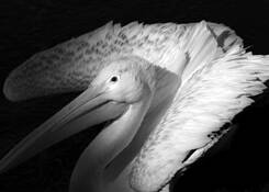 Pelican