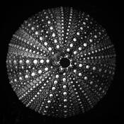 Urchin