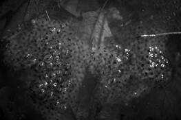 Vernal_pool__1