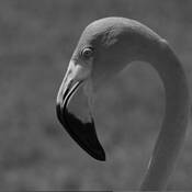 Flamingo_before_color