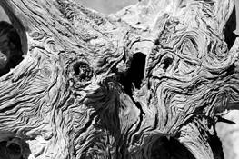 Angry_stump