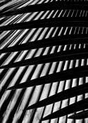 Palm_leaves
