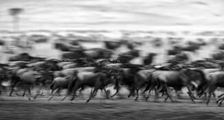 Wildebeest_migration