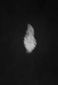 Leaf_in_water