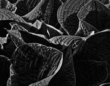 Hostas