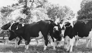 Cows_in_motion