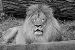 King_in_repose