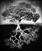 California_oak