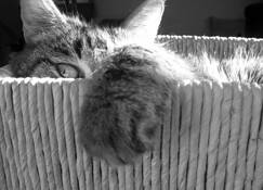 Basket_case