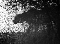 Stalking_tiger
