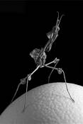 Alien__gongylus_gongylodes_