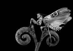 Easy_rider__pseudocreobotra_wahlbergii_