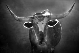 Dawn_longhorn