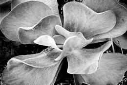 Botoanical_gardens