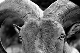Close_up