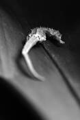 Still_life