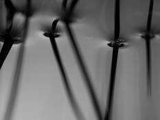 Surface_reeds