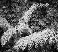 Christmas_fern_no_1