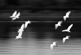 Ten_egrets