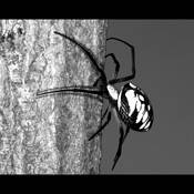 Argiope_spider_and_ant