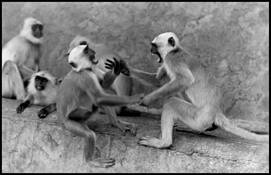 Fight