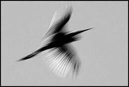 Flight