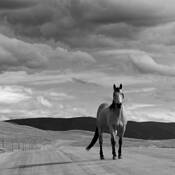 Horse_and_sky