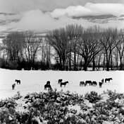 Horses_in_snow