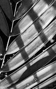 Palm_frond
