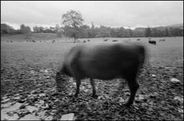 Moving_cow