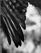 Departed_avian