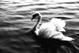The_swan