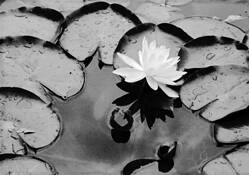 Single_white_water_lily