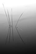 Reeds_at_sunset